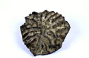 Vallisneri riconobbe che i reperti da molti ritenuti cervelli di bue pietrificati, erano in realtà resti fossili di coralli, come quello qui rappresentato (Meandrina scalaria Catullo)